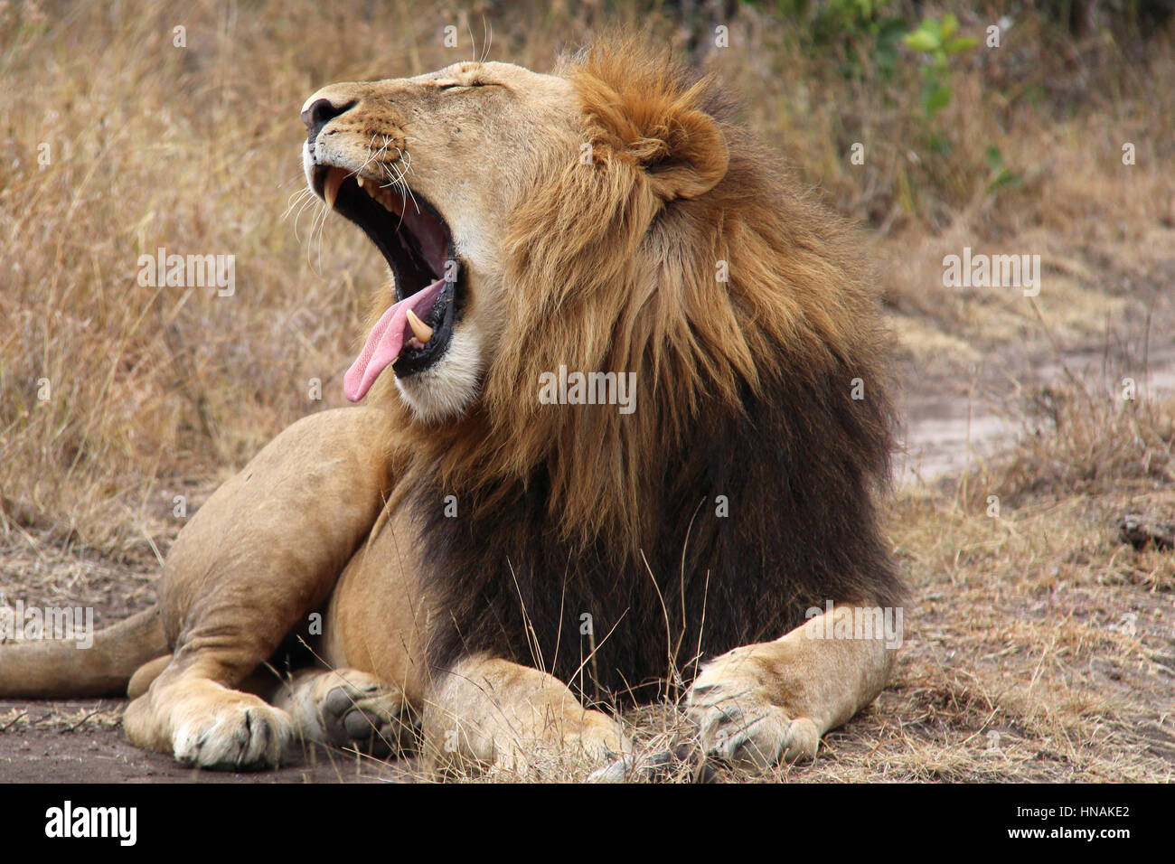 Cerca del bostezo león (Panthera leo) En Ol Pejeta, Kenya Foto de stock