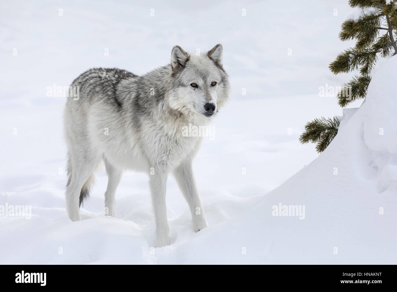 Amerikaanse wolf fotografías e imágenes de alta resolución - Página 3 -  Alamy