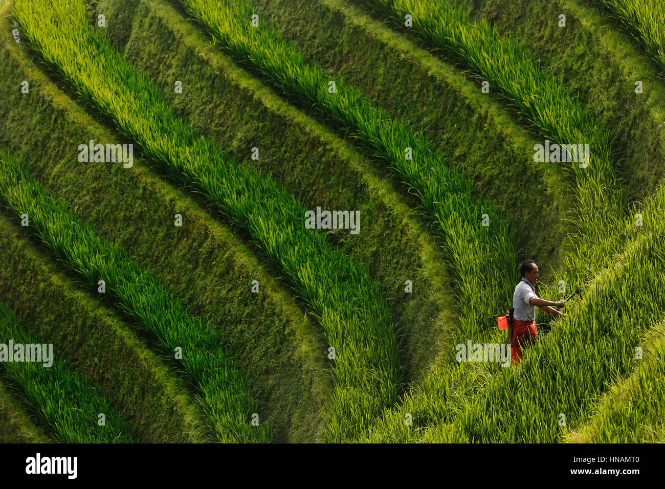 Un trabajador de granja, recortar la maleza y el crecimiento desde el lado de la terraza en las terrazas de arroz de Longji, cerca de Guilin, Guangxi, China, miércoles Augu Foto de stock