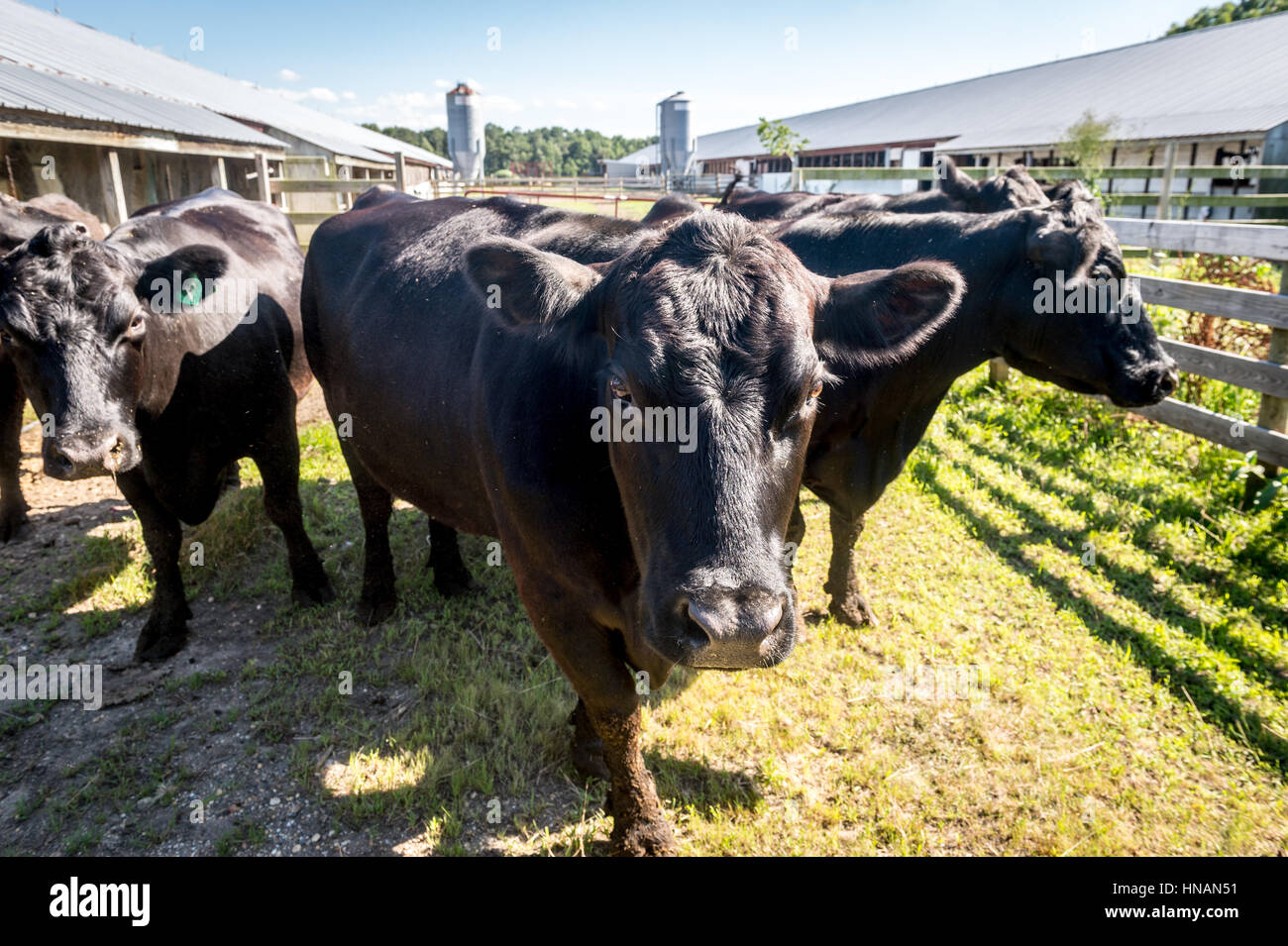 El ganado vacuno en una granja local de Maryland. Foto de stock