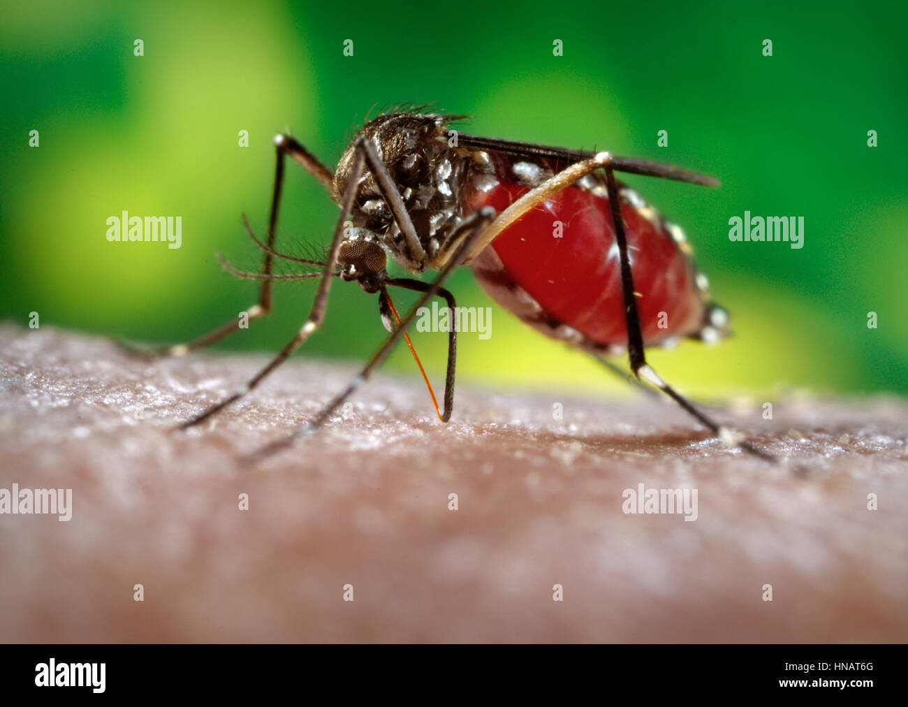 Un mosquito Aedes aegypti hembra fascículo su inserción a través de la superficie de la piel de su huésped. El mosquito Aedes aegypti es el principal vector responsable de la transmisión de Flavivirus Dengue (FD) y la fiebre hemorrágica del dengue (FHD), el día en que la picadura de mosquito Aedes aegypti prefiere alimentarse en sus hospederos humanos. Aedes aegypti también juega un papel importante como vector de la 'Fiebre Amarilla'. Con frecuencia se encuentra en sus alrededores tropicales, las bandas blancas marcas en los segmentos tarsales de sus piernas articulados, aunque distinguiéndolo como Aedes aegypti, son similares a los de algunas otras especies de mosquito. Foto de stock