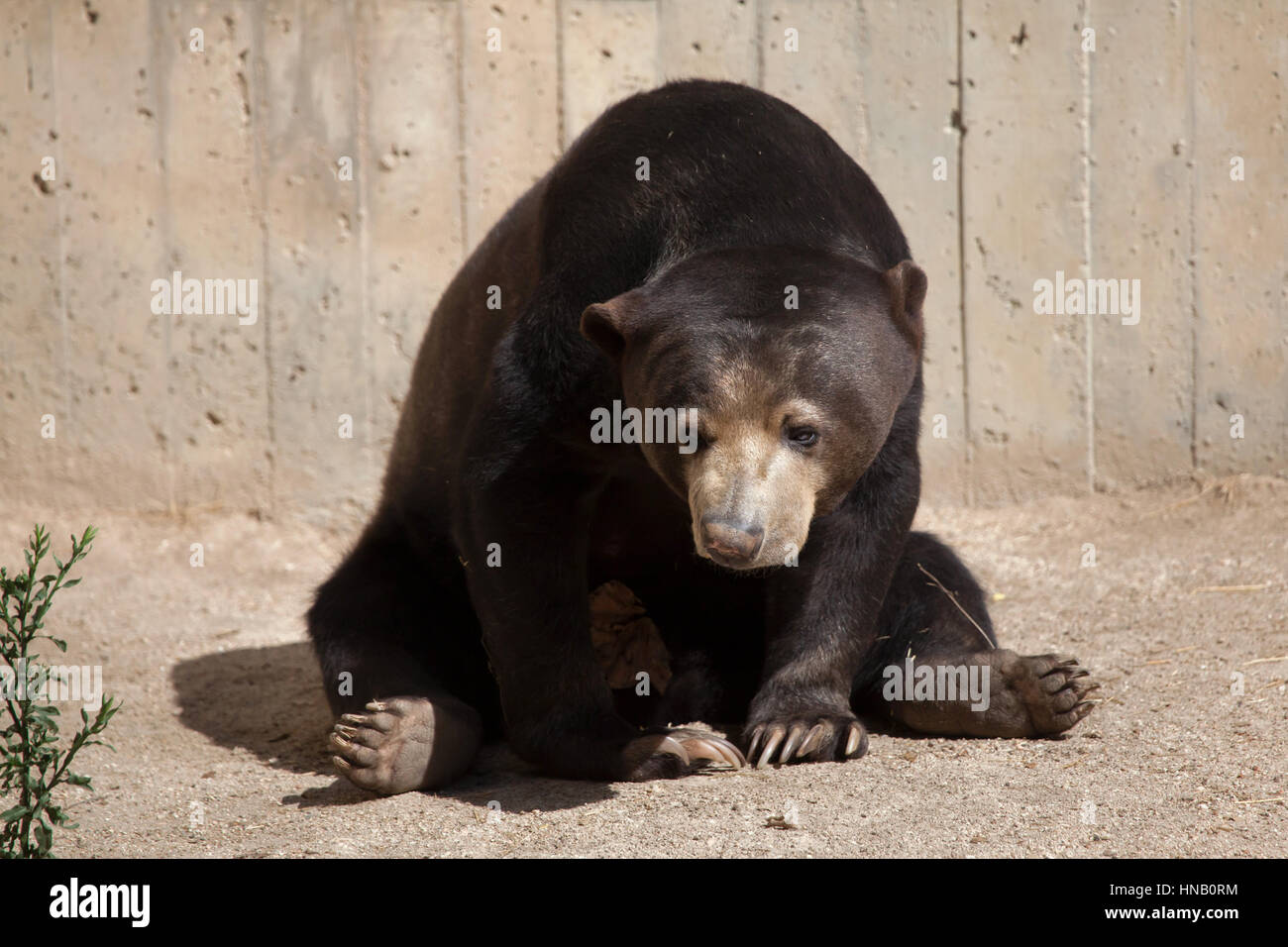 Malaya Helarctos malayanus sun bear (Zoo) en Madrid, España. Foto de stock