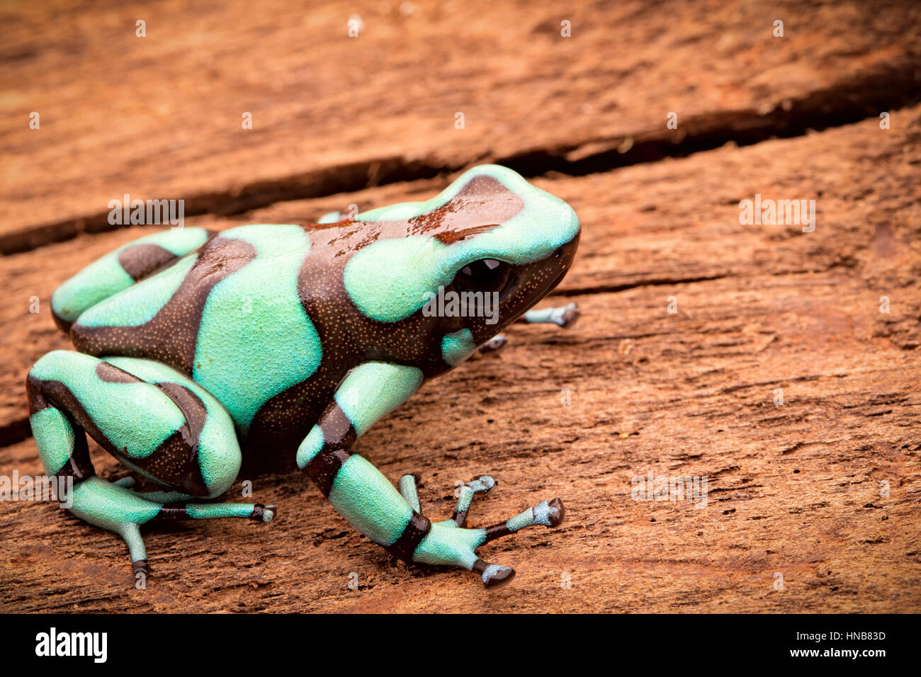 Poison dart frog, Dendrobates auratus Peña Blanca. Rain Forest venenoso animal procedente de Panamá. Foto de stock