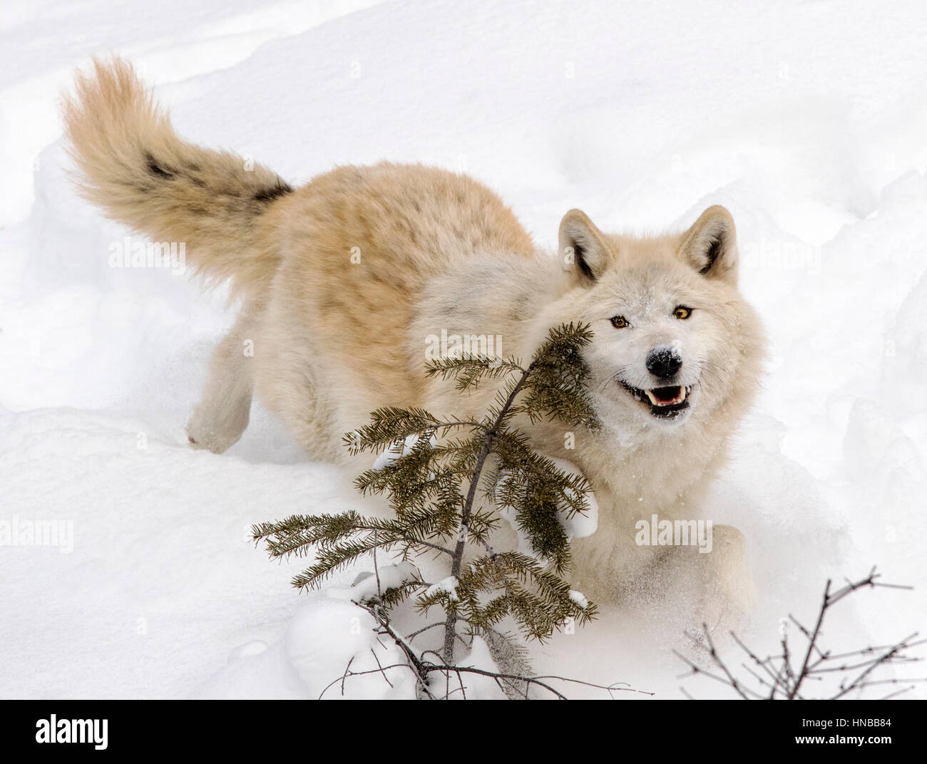 Lobo gris; Canus Lupus; British Columbia, Canada Foto de stock
