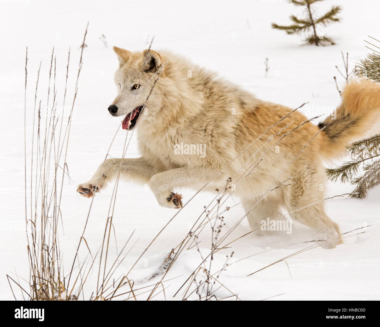 Lobo gris; Canus Lupus; British Columbia, Canada Foto de stock