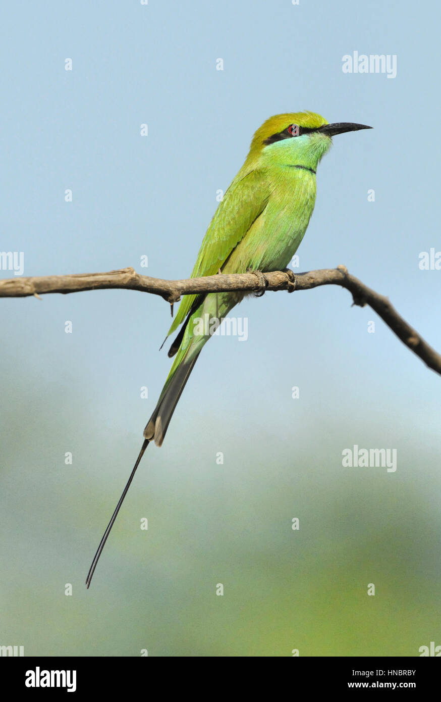 Little Green el abejaruco (Merops orientalis Foto de stock