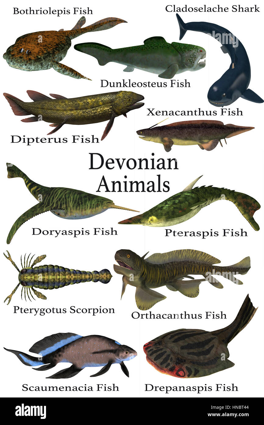 Devoniano animales - una colección de diversos animales acuáticos que vivieron durante el Período Devoniano de la historia de la tierra. Foto de stock