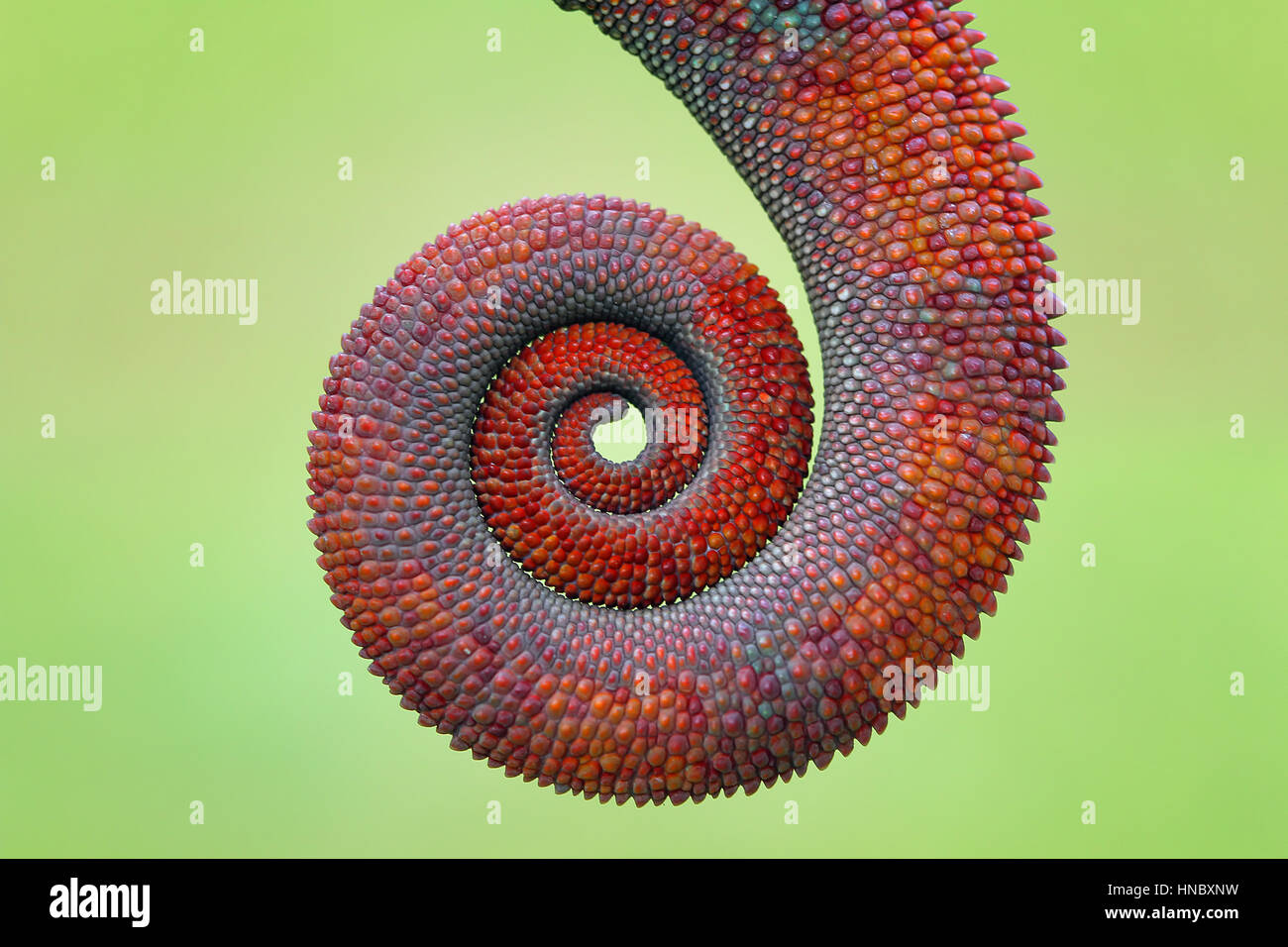 Close-up de un camaleón prensiles, cola Foto de stock