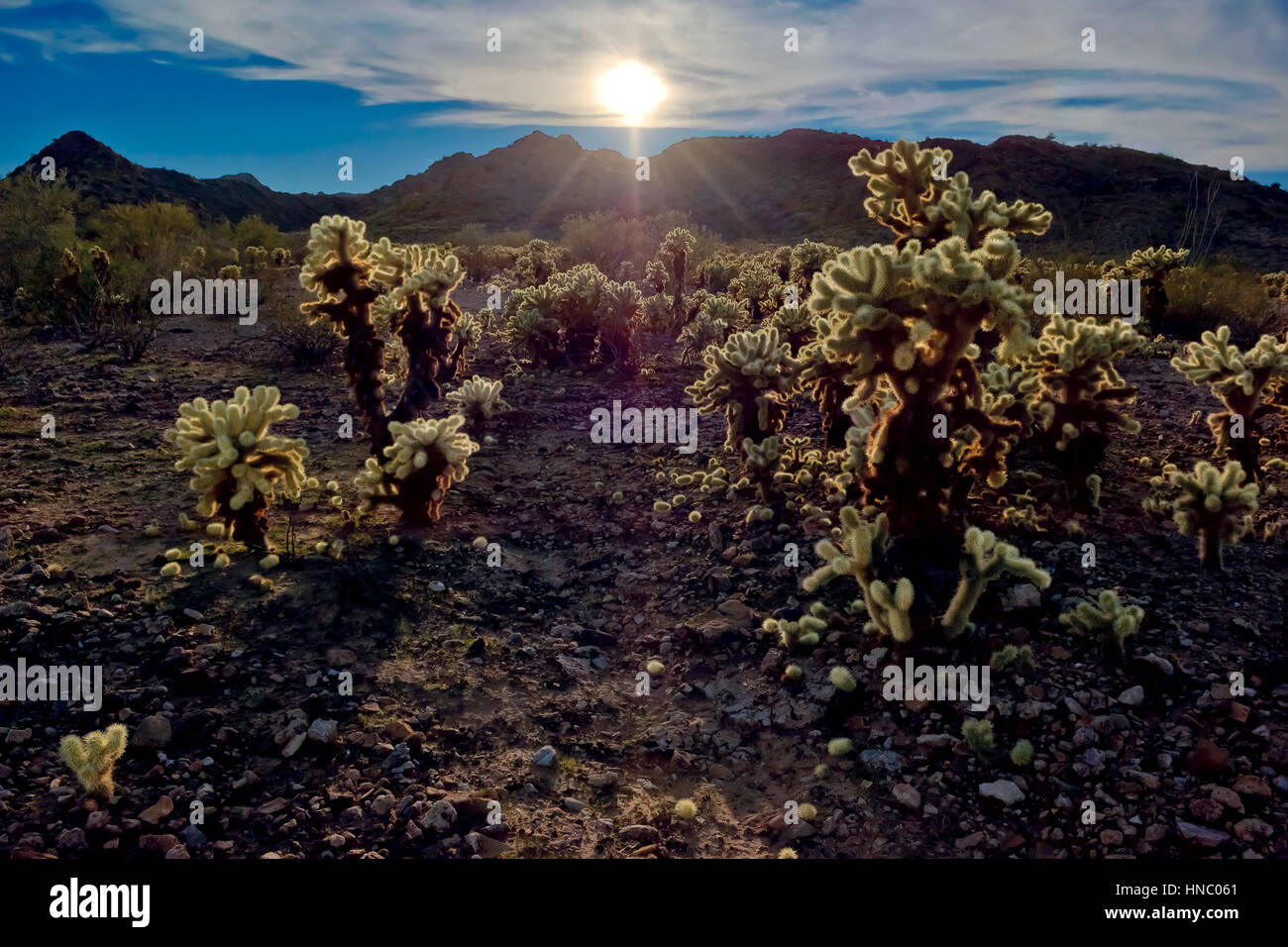 Saltando Cholla cactus, Salome, Arizona, Estados Unidos Foto de stock