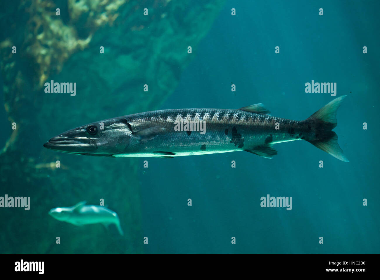 Gran barracuda (Sphyraena barracuda), también conocido como el gigante de barracuda. Foto de stock