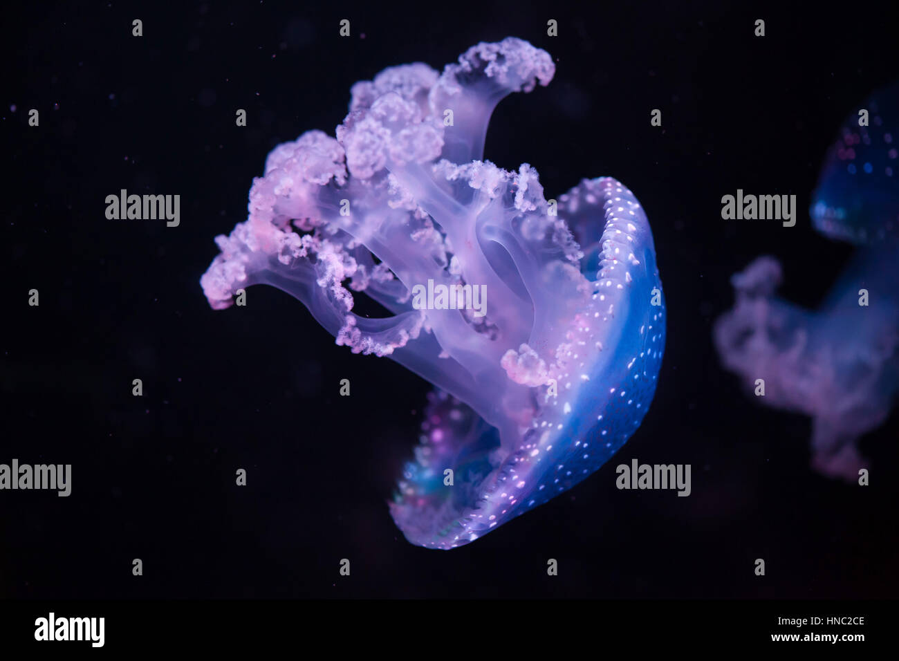 White-spotted medusas (Phyllorhiza punctata), también conocido como el Australiano manchada de medusas. Foto de stock