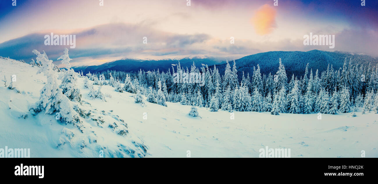 Árbol cubierto de nieve de invierno mágico Foto de stock