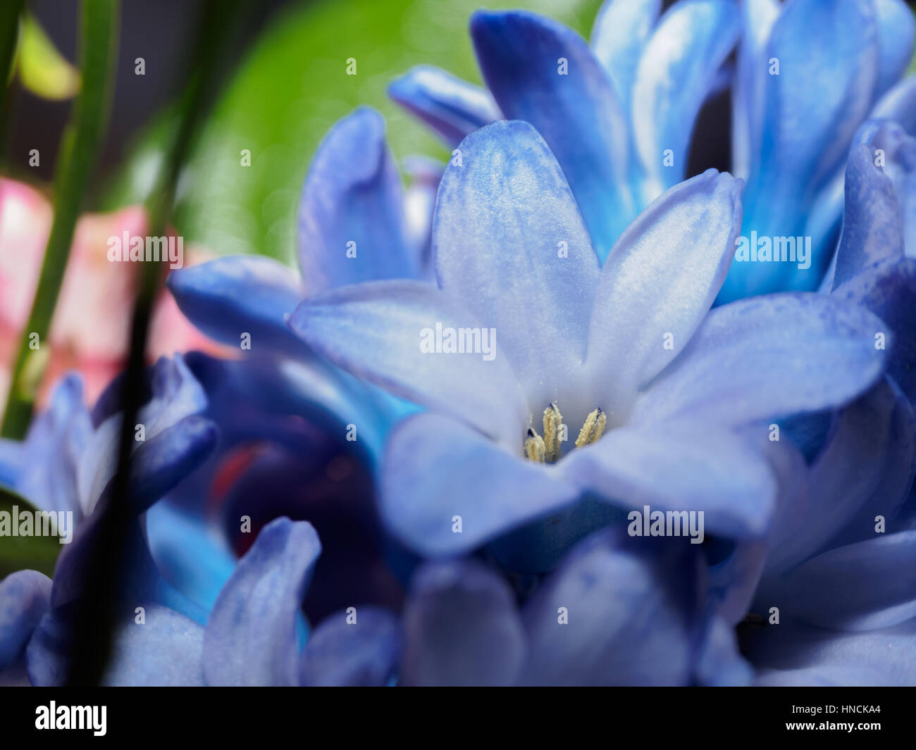 Flor Azul Primula aislada con desenfoque de fondo Foto de stock