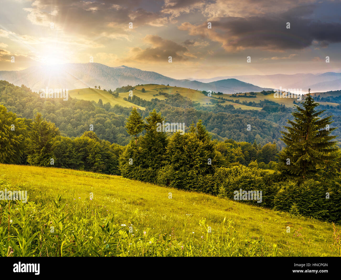 Abetal al lado de una colina prado en altas montañas en un día soleado de verano claro con algunas nubes en luz del atardecer Foto de stock
