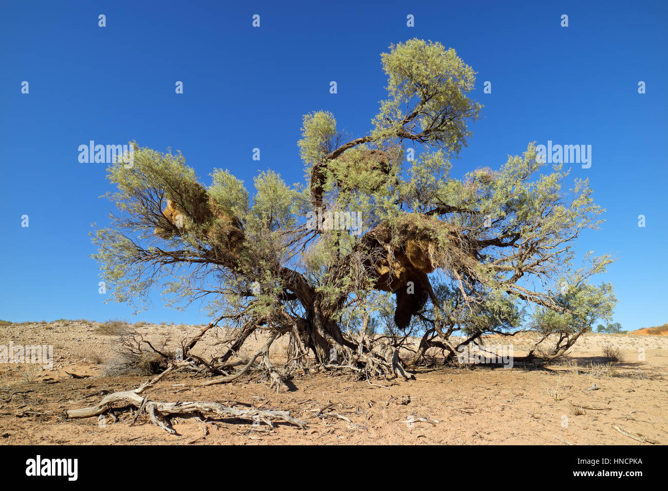 Thorn Tree africano con grandes nidos comunales de sociables tejedores, el desierto de Kalahari, Sudáfrica Foto de stock