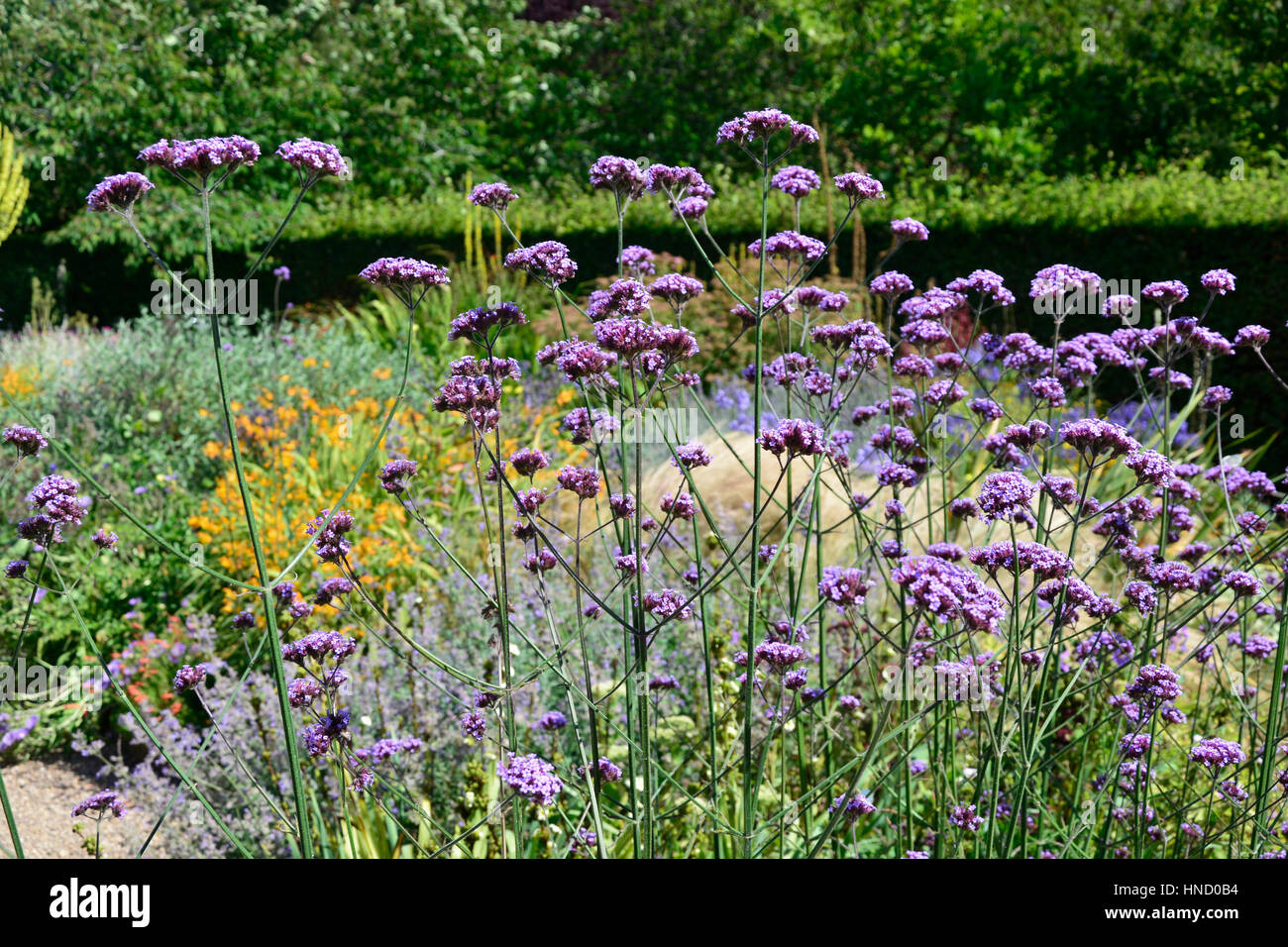 Un jardín maceteros con plantación mixta incluyendo Verbena bonariensis  molène y Mullen Fotografía de stock - Alamy