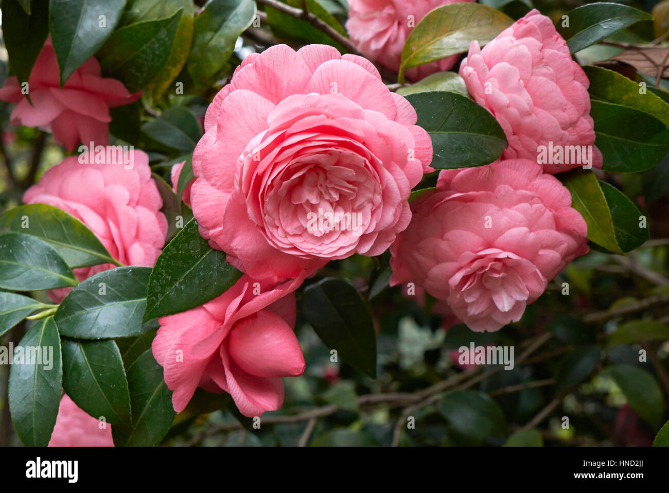 Camellia japonica Foto de stock