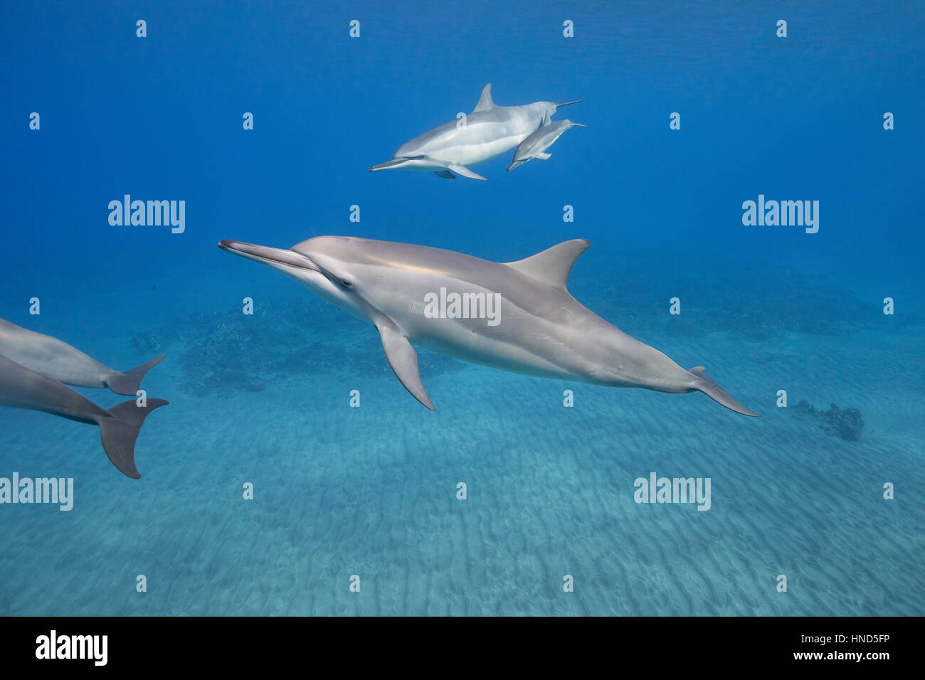Hawaiian delfines giradores de Grey o delfines, Stenella longirostris longirostris, con ternera, off Ho'okena Beach, en el sur de Kona, Hawaii ( La Gran Foto de stock