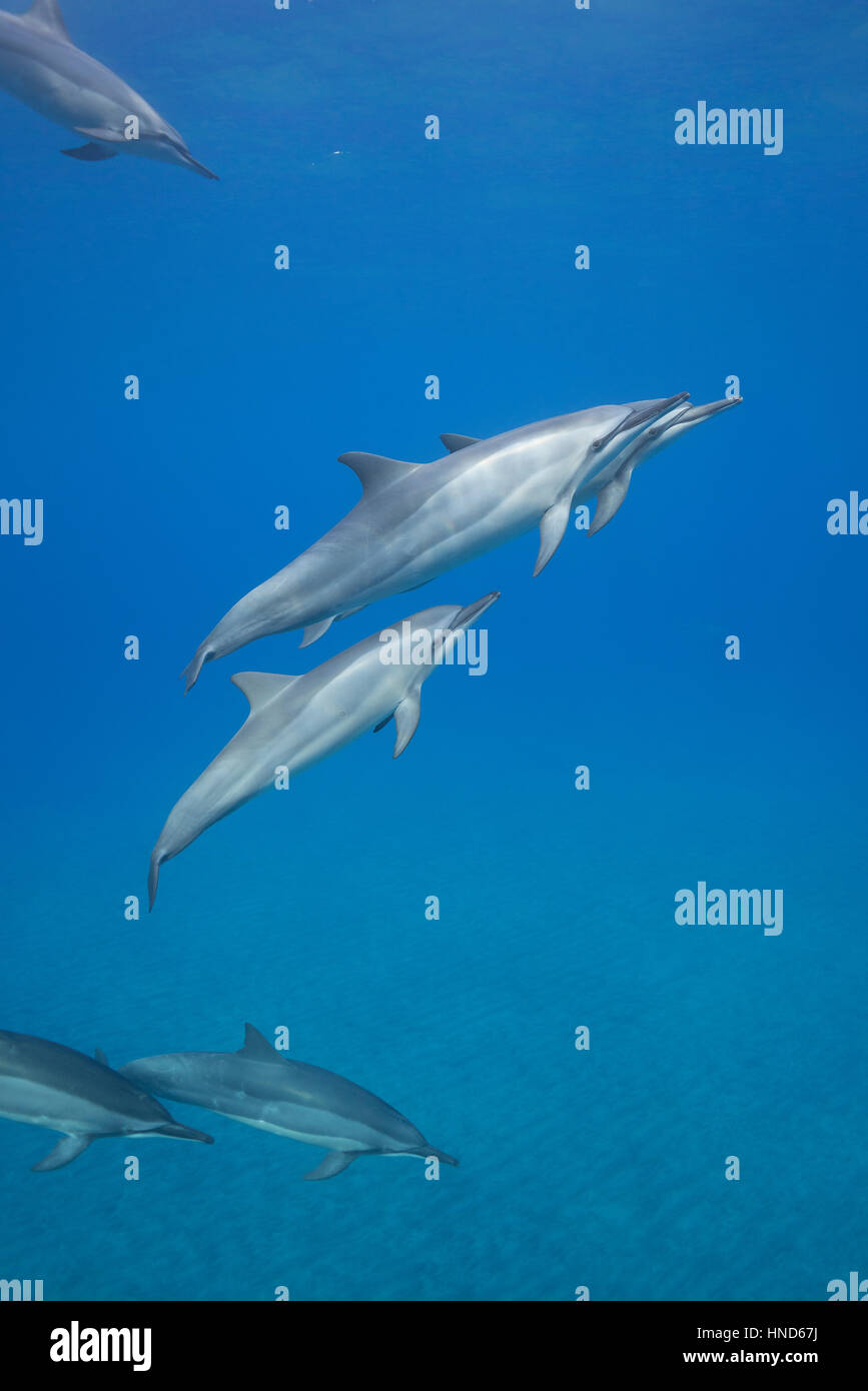 Hawaiian delfines giradores de Grey o delfines, Stenella longirostris longirostris, Hookena, sur de Kona, Hawaii ( la Isla Grande ), EE.UU. (Pacífico) Foto de stock