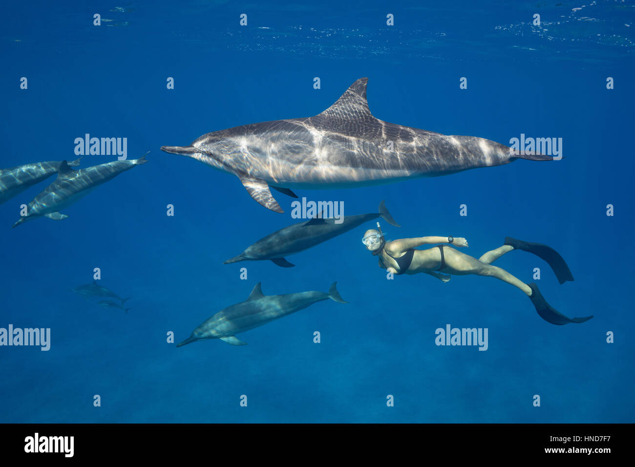 Emily Sepeta nadando con delfines Hawai o Grey's delfines, Stenella longirostris longirostris, Ho'okena Beach,Kona, Hawaii, EE.UU. Foto de stock