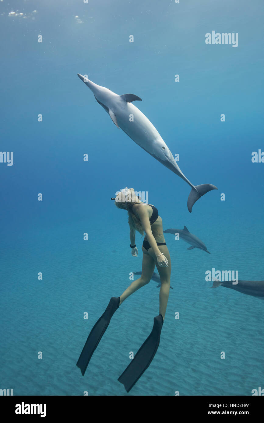 Emily Sepeta nadando con delfines Hawai o Grey's delfines, Stenella longirostris longirostris, Ho'okena Beach, en el sur de Kona, Hawaii US Foto de stock