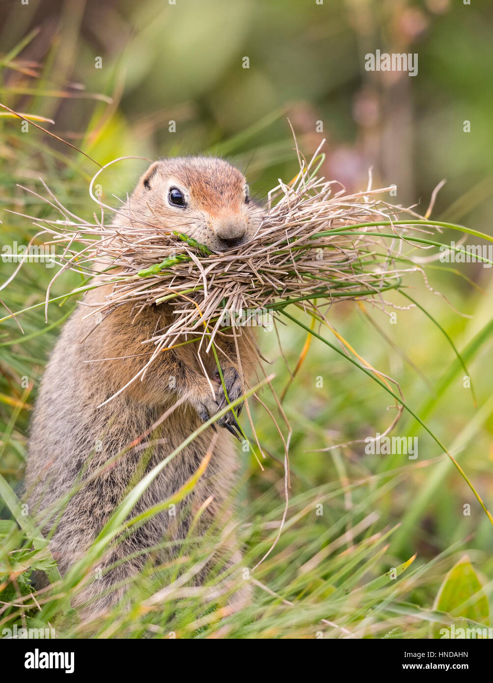 Nido de ardilla fotografías e imágenes de alta resolución Alamy