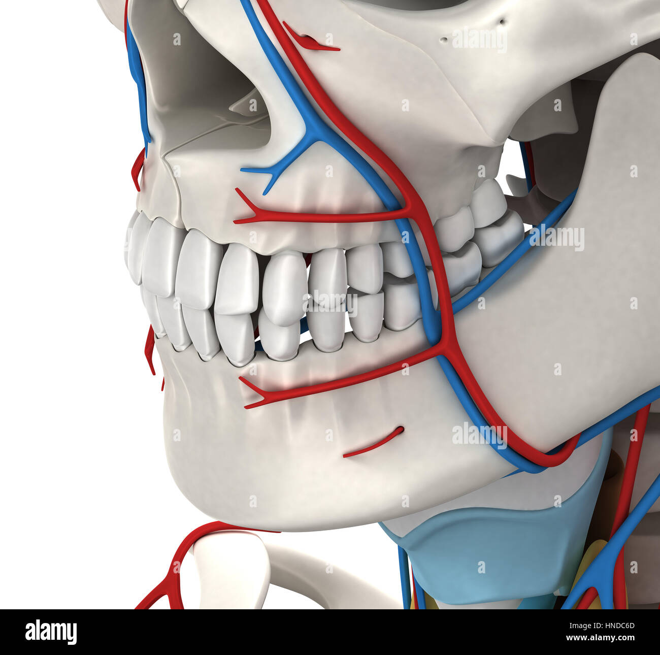 Jefe circulatorio anatomía masculina - Ilustración 3D Foto de stock