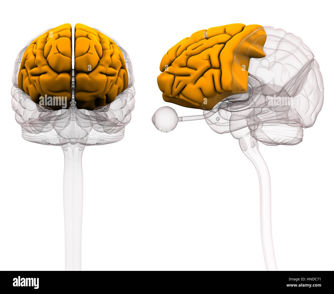 Anatomía del lóbulo frontal del cerebro - Ilustración 3d Foto de stock