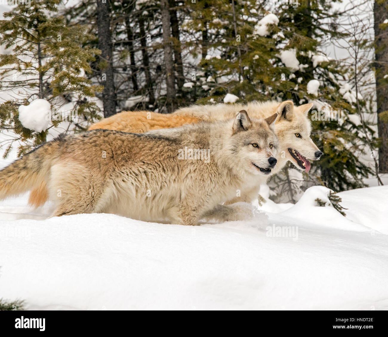 Dos Lobos Grises; Canus Lupus; British Columbia, Canada Foto de stock