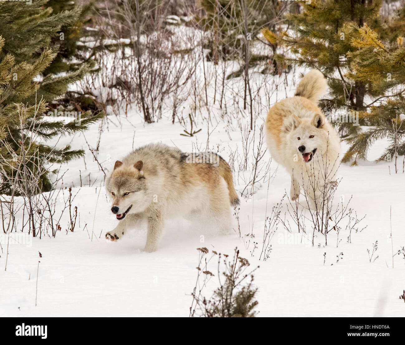 Dos Lobos Grises; Canus Lupus; British Columbia, Canada Foto de stock