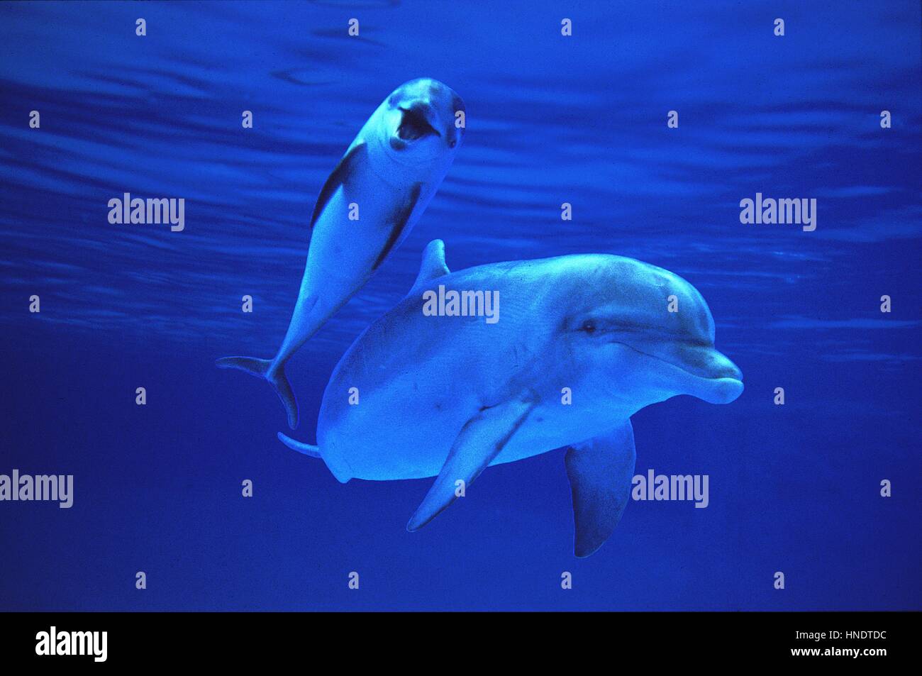 El delfín mular, tursiops truncatus, madre y la pantorrilla. Foto de stock