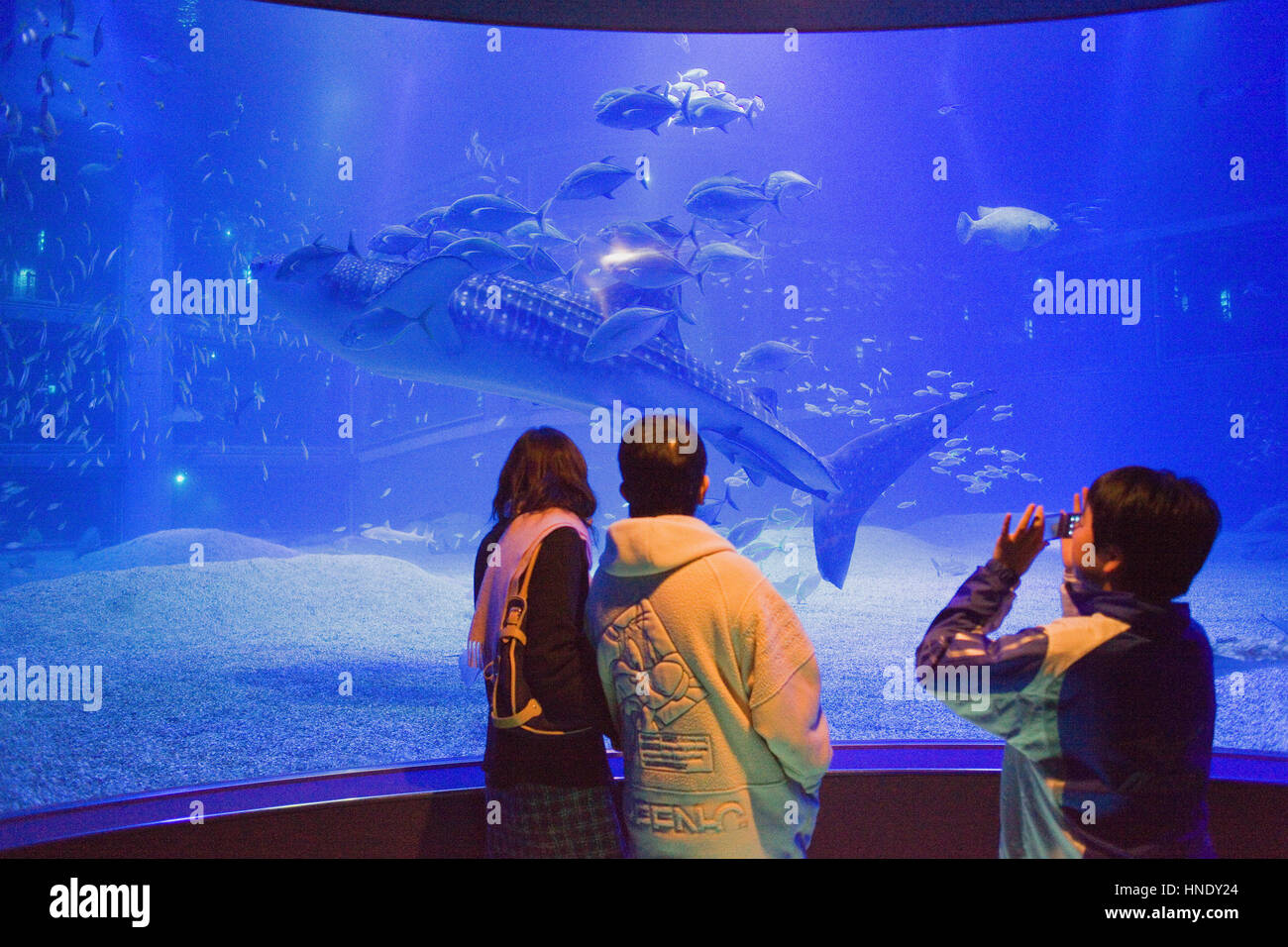 Acuario Osaka Kaiyukan,visitantes que buscan el enorme tiburón ballena en  enormes cisternas,,en el área de la bahía de Osaka, Japón, Asia Fotografía  de stock - Alamy