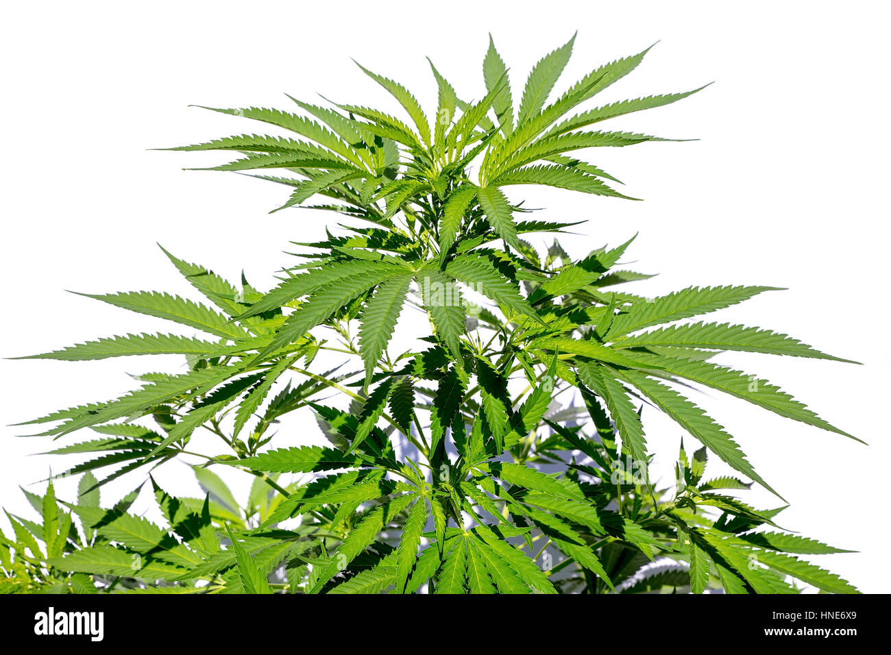 Planta de hierba de cannabis o aislado sobre fondo blanco. Foto de stock
