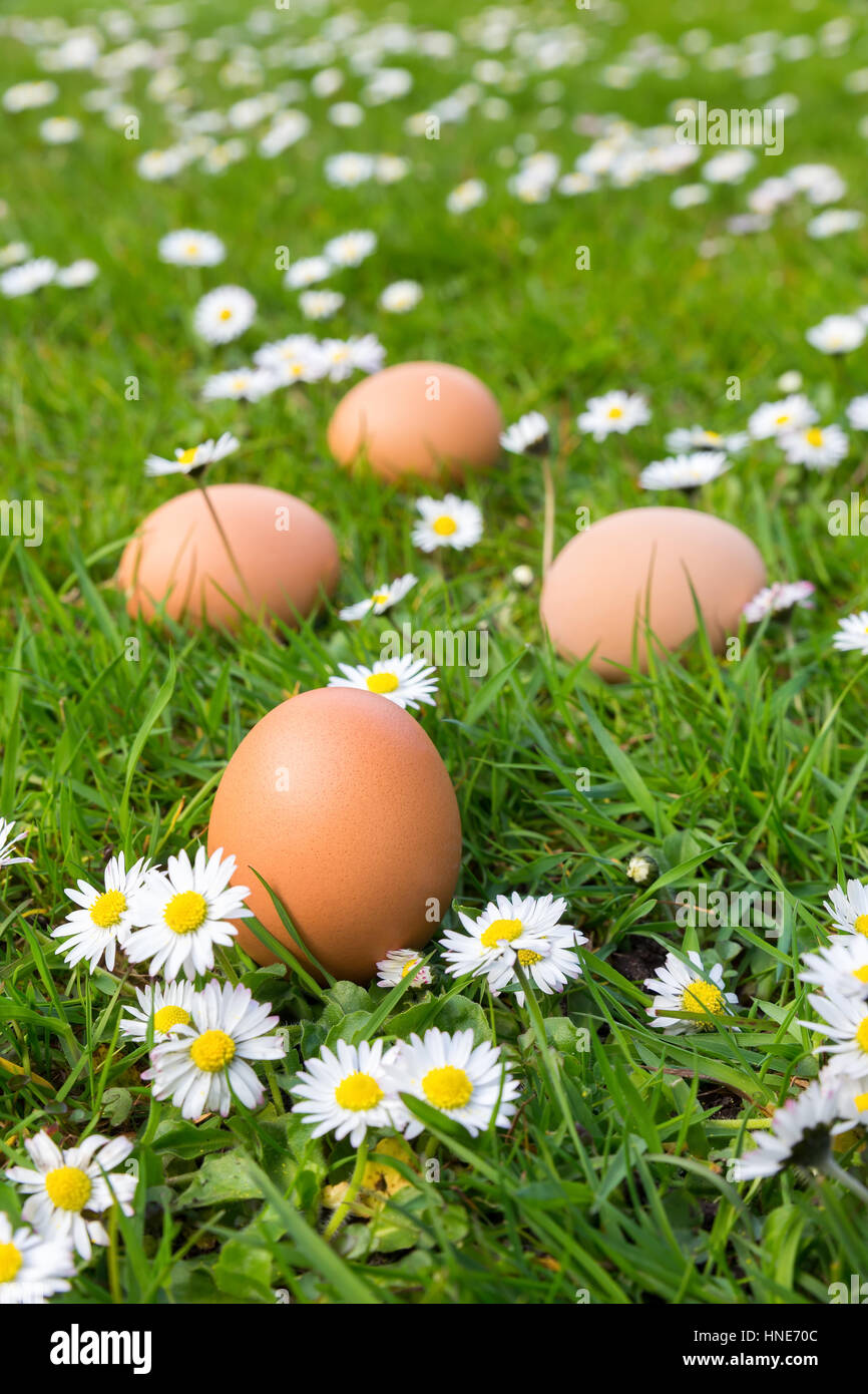 Huevos de gallina en verde prado con blooming margaritas en primavera Foto de stock