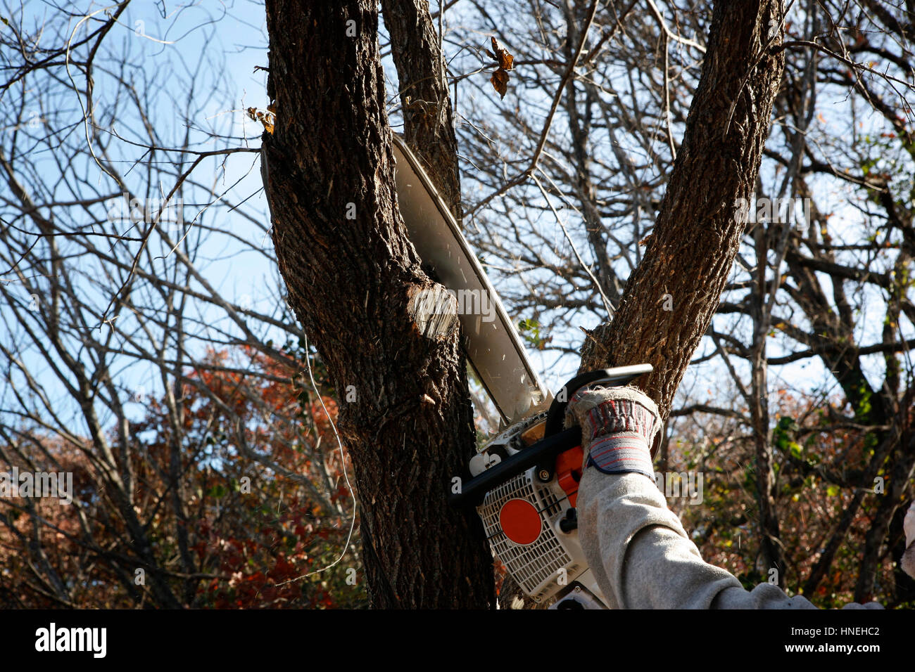 Descargar vista previa Guardar  árbol de fresado con sierra eléctrica - trabajo ambiental-mano de trabajador Foto de stock