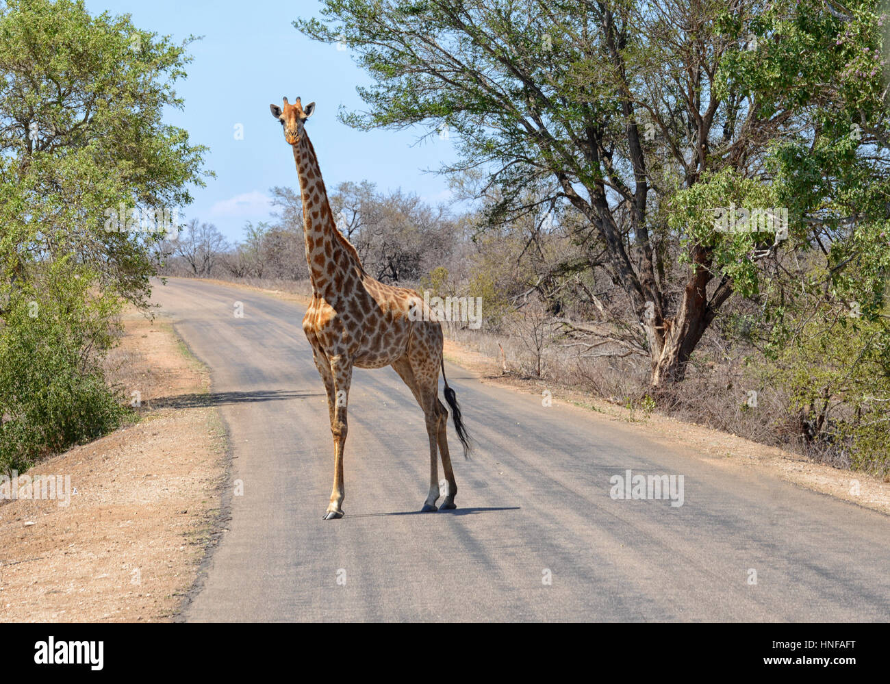 Jirafa en el Parque Nacional Kruger de Sudáfrica caminando a través de una carretera Foto de stock