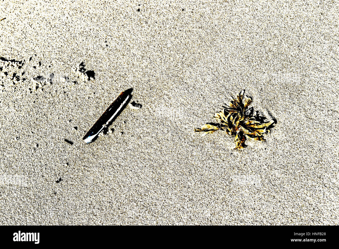 Soy Muschelschalen Meeresstrand; berberechos en la playa. Foto de stock