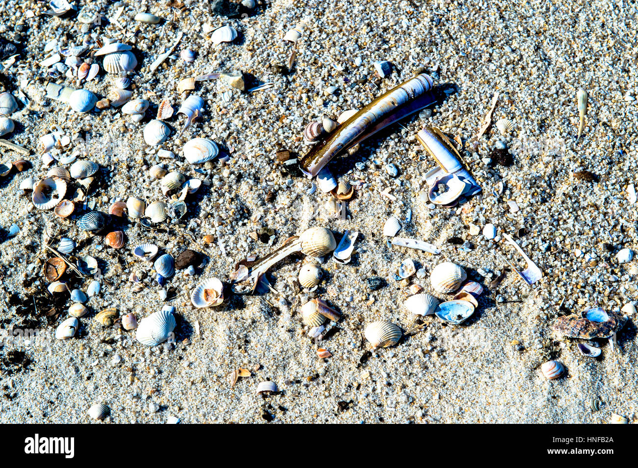 Soy Muschelschalen Meeresstrand; berberechos en la playa. Foto de stock