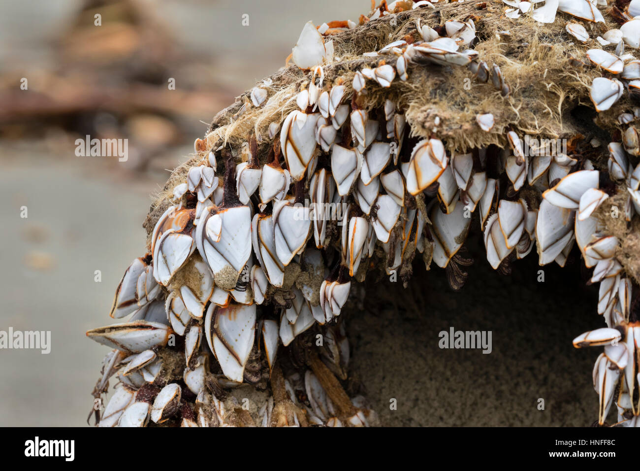 Percebes (orden Pedunculata), también llamado acechado o percebes, cuello de cisne en un podrido Driftwood en el Ocean Beach, Galveston, Texas, EE.UU. Foto de stock