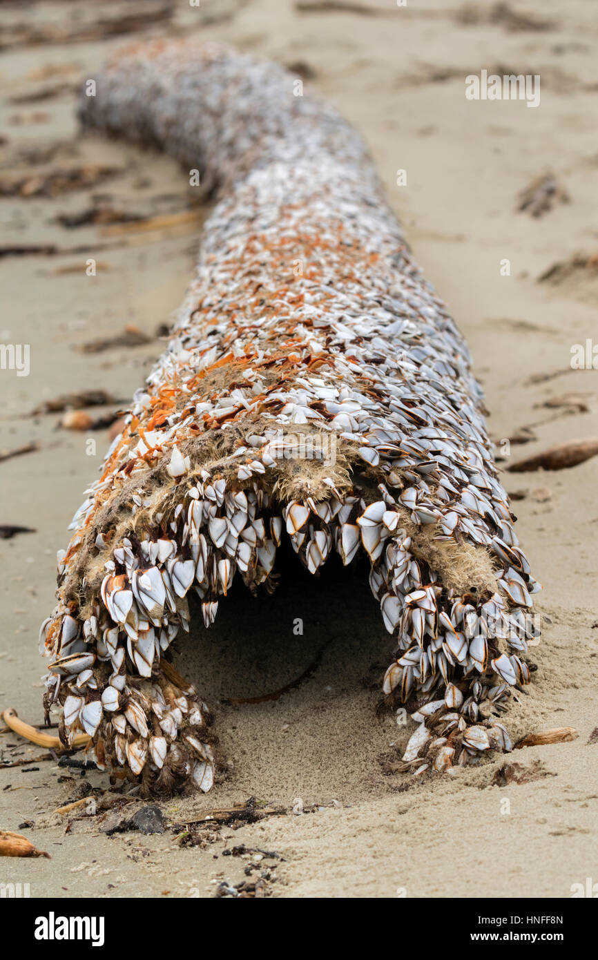 Percebes (orden Pedunculata), también llamado acechado o percebes, cuello de cisne en un podrido Driftwood en el Ocean Beach, Galveston, Texas, EE.UU. Foto de stock