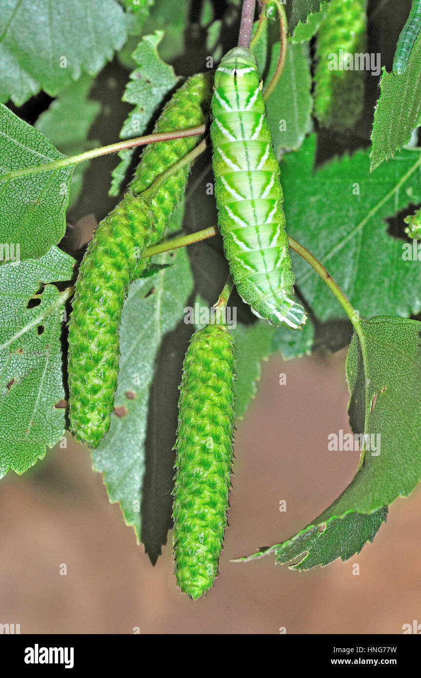 Chorlitejo Gloria (Endromis versicolora) larvas camuflada como amentos de abedul plateado Foto de stock