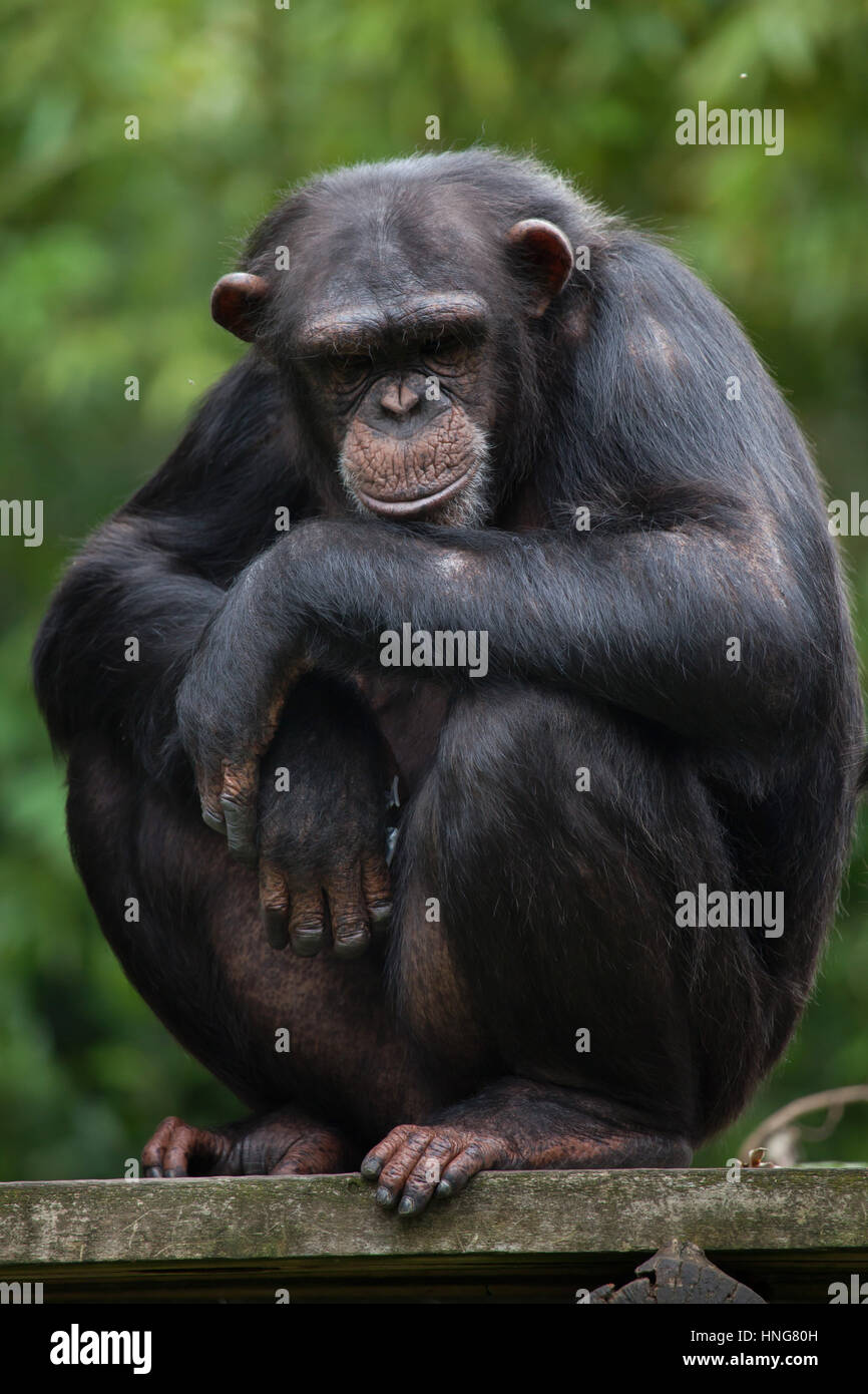 El chimpancé común (Pan troglodytes), también conocido como el chimpancé robusto en La Fleche zoológico en el Valle del Loira, Francia. Foto de stock