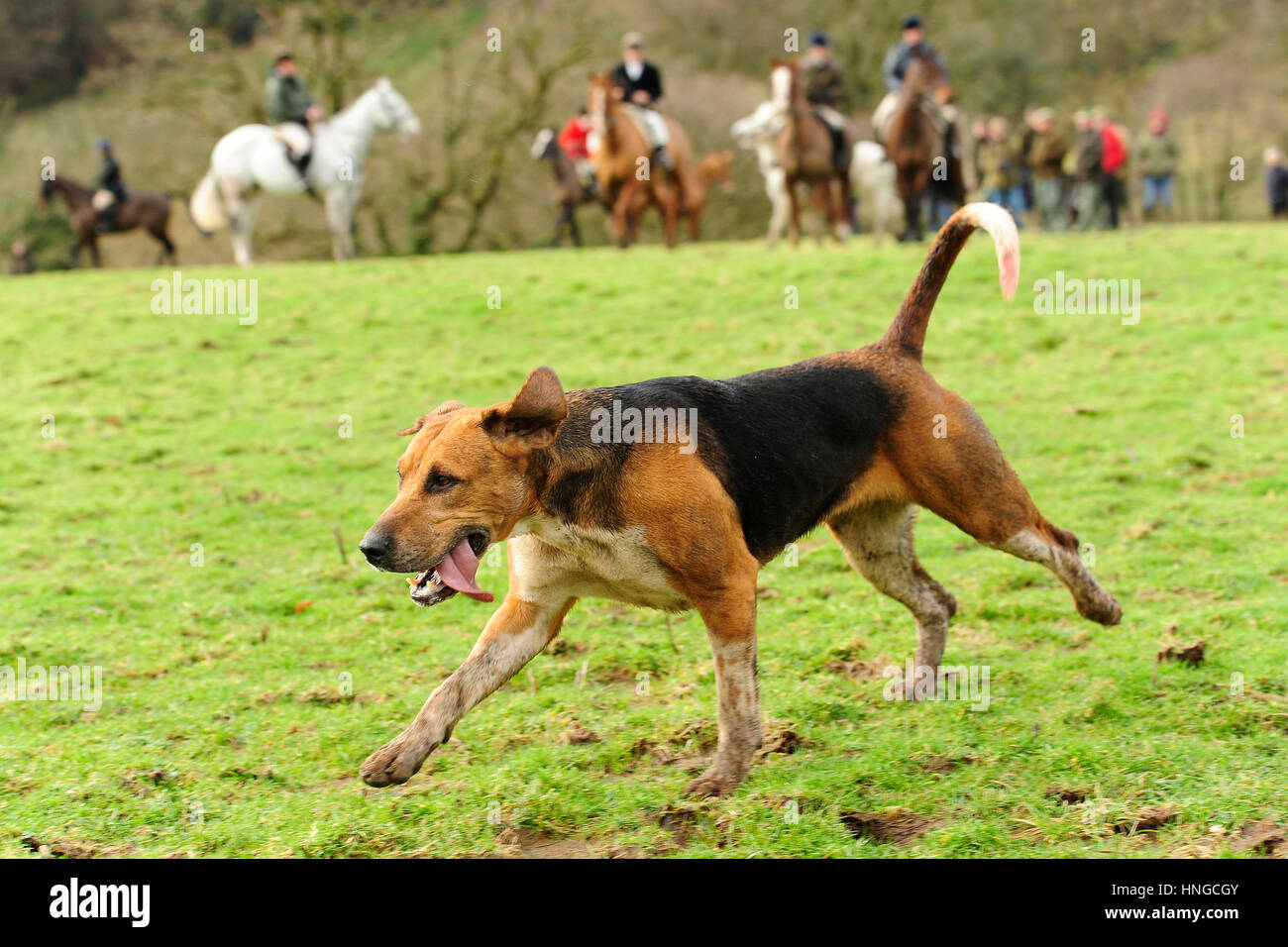 Caza foxhounds Foto de stock
