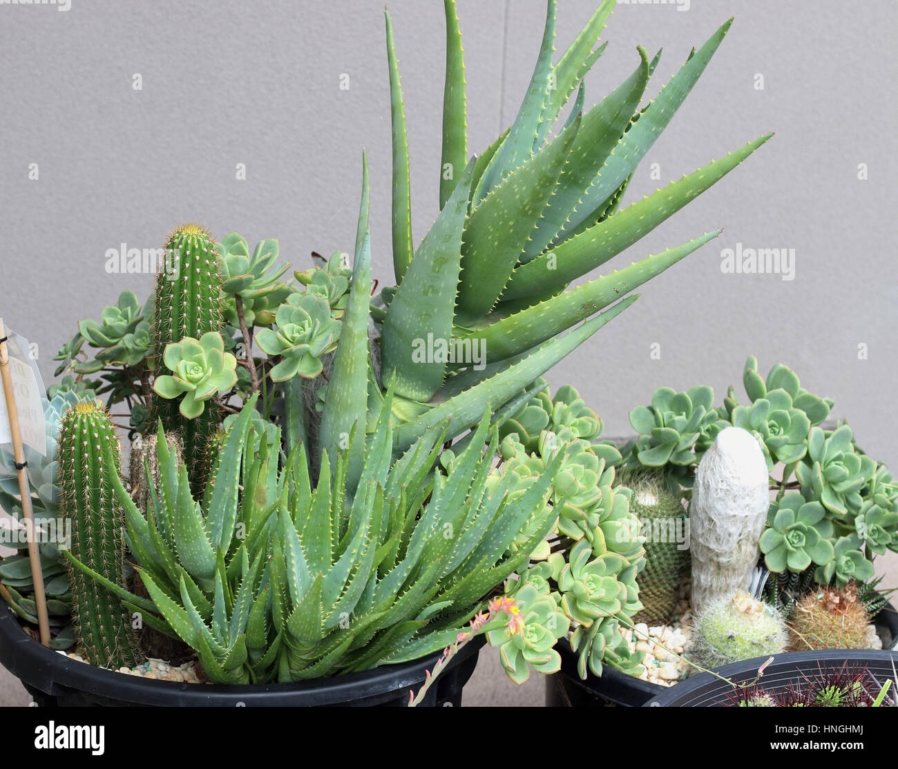 Las variedades de cactus y suculentas creciendo en una maceta Foto de stock