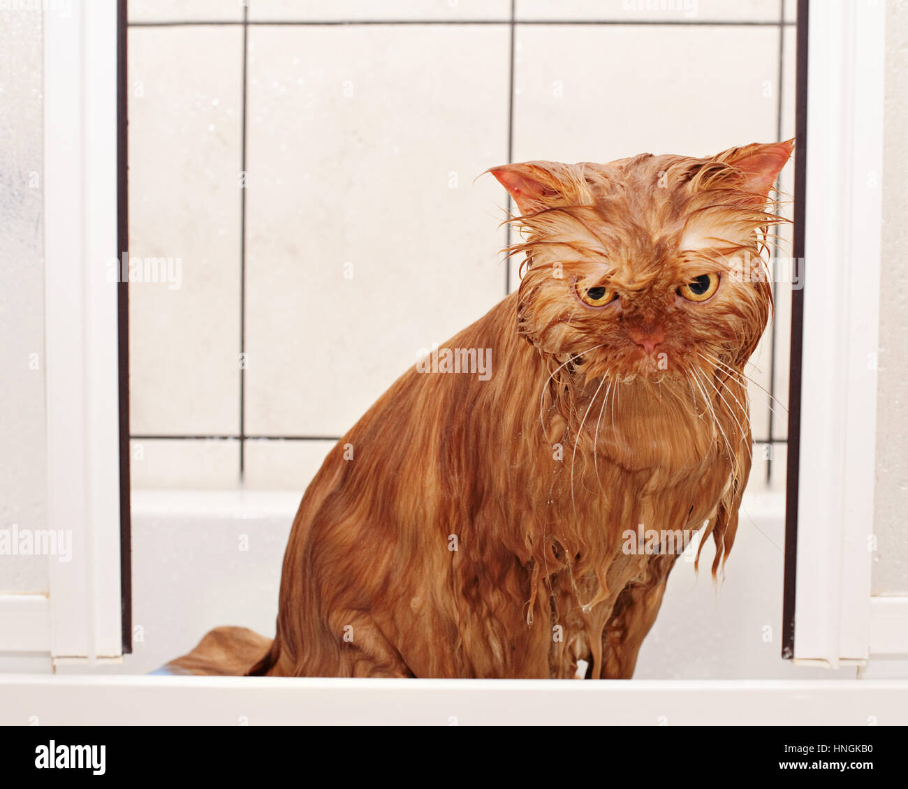 Gato persa mojado Fotografía de stock - Alamy
