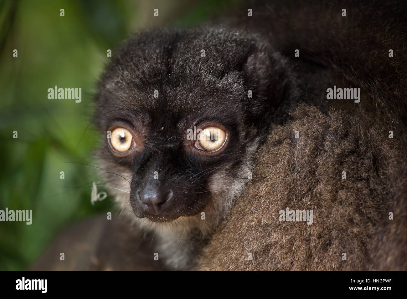 Hembra de cabeza blanca lemur (Eulemur albifrons), también conocido como el lemur marrón de fachada blanca. Foto de stock