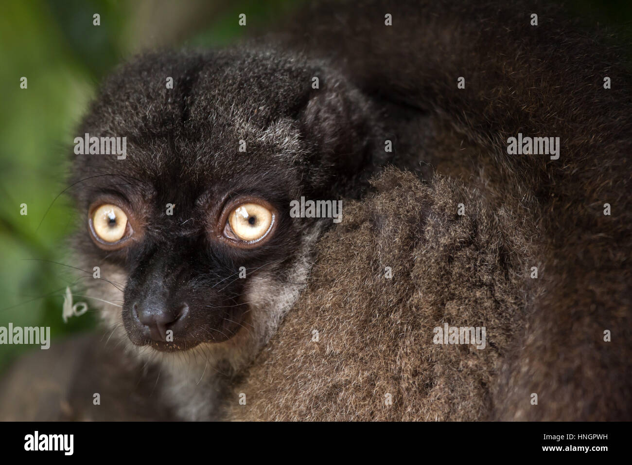 Hembra de cabeza blanca lemur (Eulemur albifrons), también conocido como el lemur marrón de fachada blanca. Foto de stock