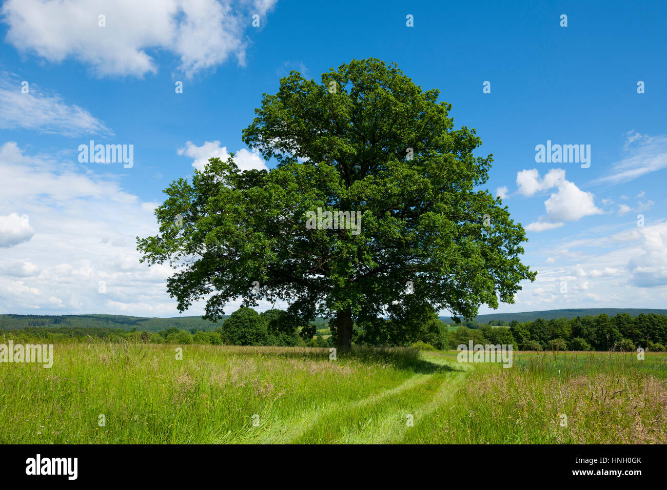 Inglés de roble (Quercus robur), árbol solitario, Baviera, Alemania Foto de stock