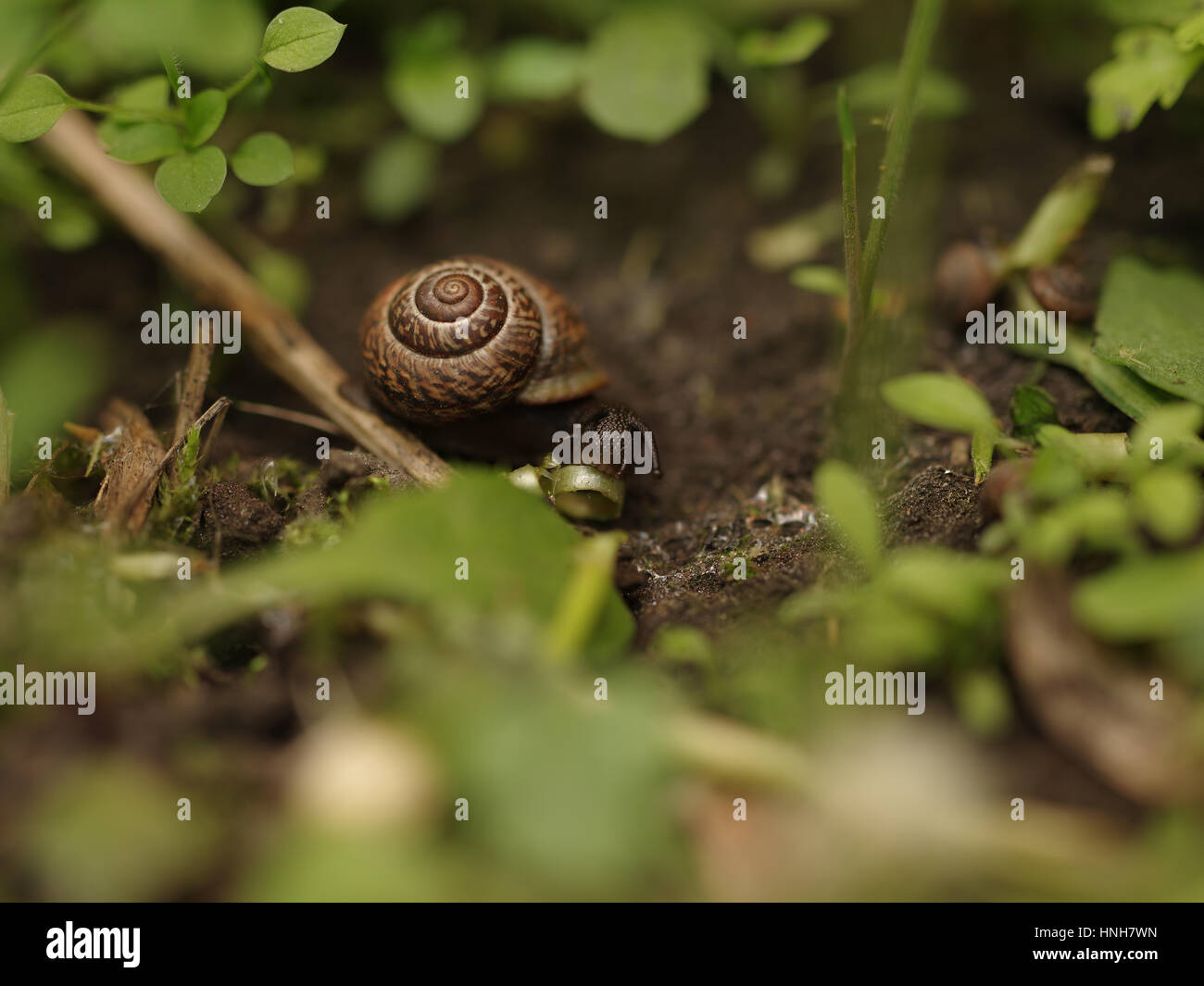 Caracol marrón profundamente en el pasto comiendo las hojas verdes, todo verde jardín, Rusia Foto de stock