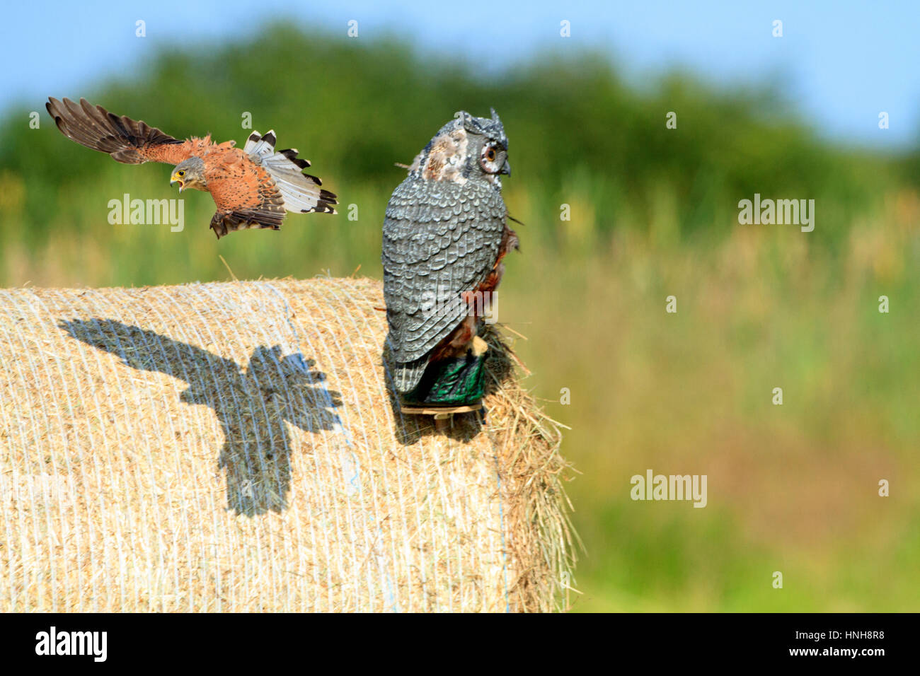 Cernícalo vulgar ( Falco tinnunculus) atacar un señuelo owl. La fotografía de aves. Foto de stock